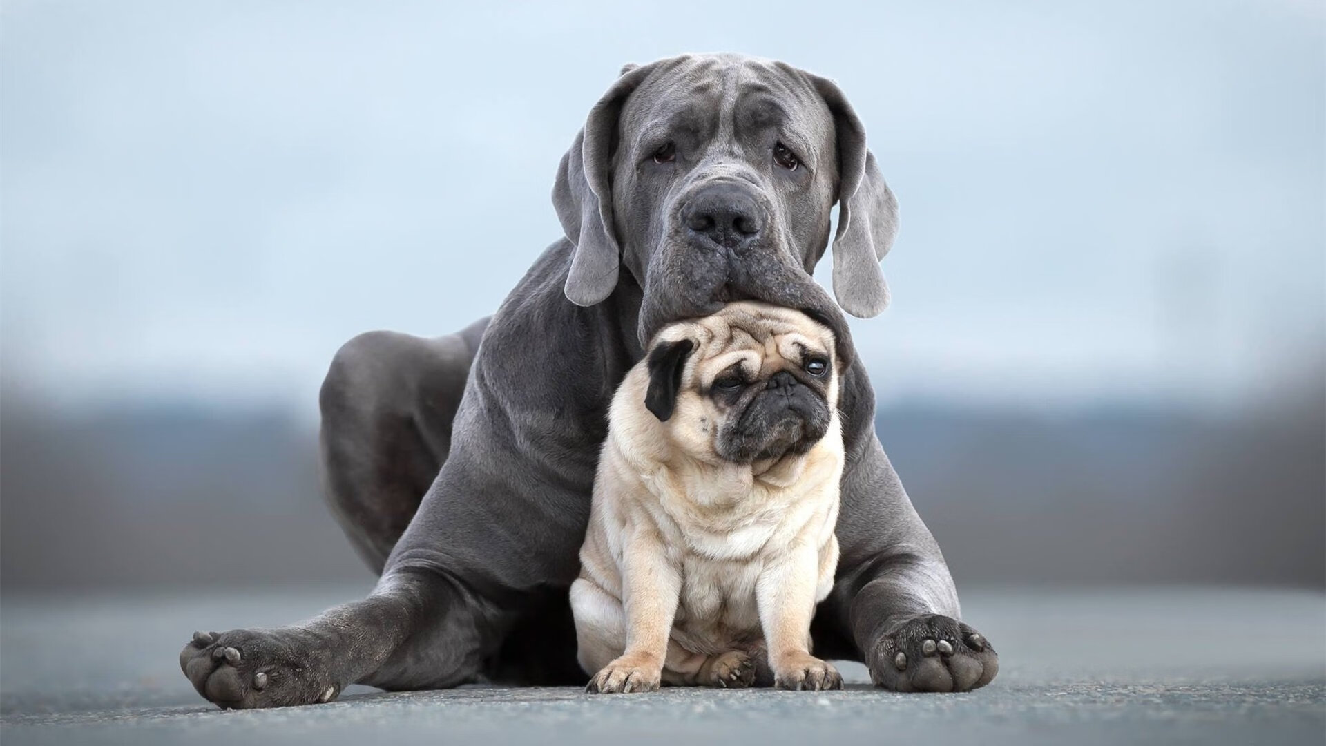 “绝杀投篮:历史上的最精彩终极时刻”,nba历史绝杀投篮数