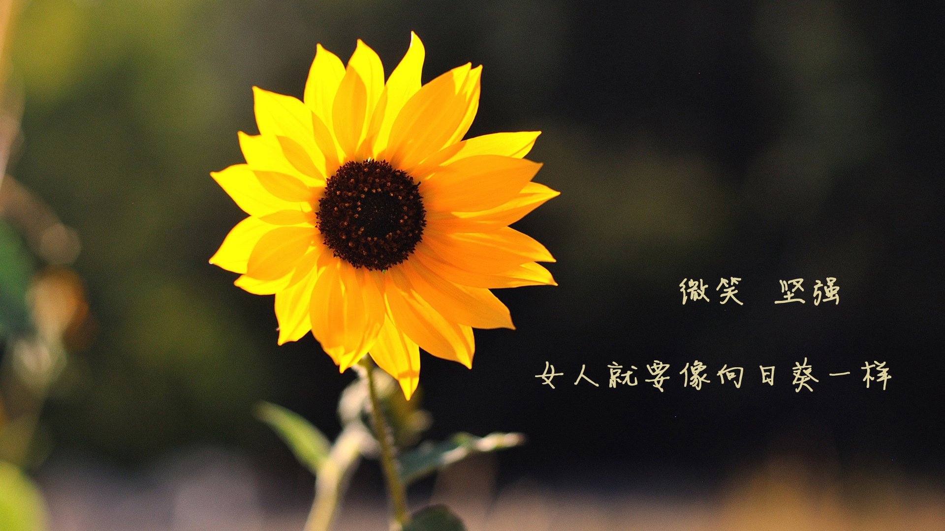 开云平台-“逆境翻盘：季后赛中最惊心动魄的剧情”，逆境翻盘是什么意思